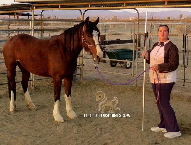 Beautiful woman positioning the horse to be measured