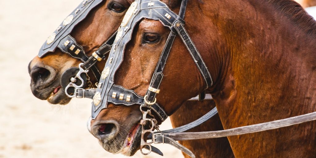 powerful horses pulling a charriot