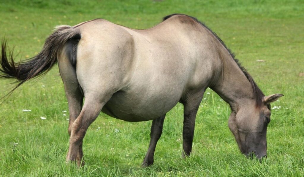 pregnant horse