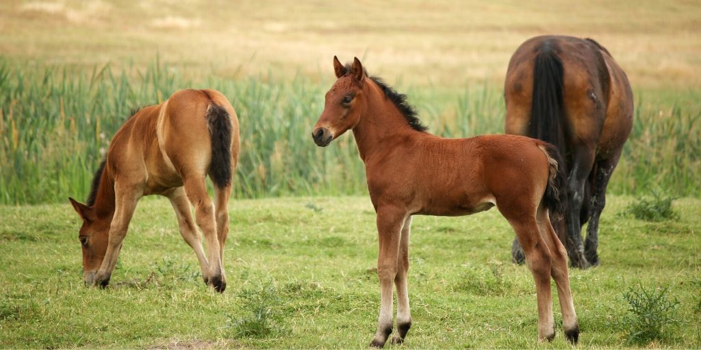 pretty foal standing in a pasture