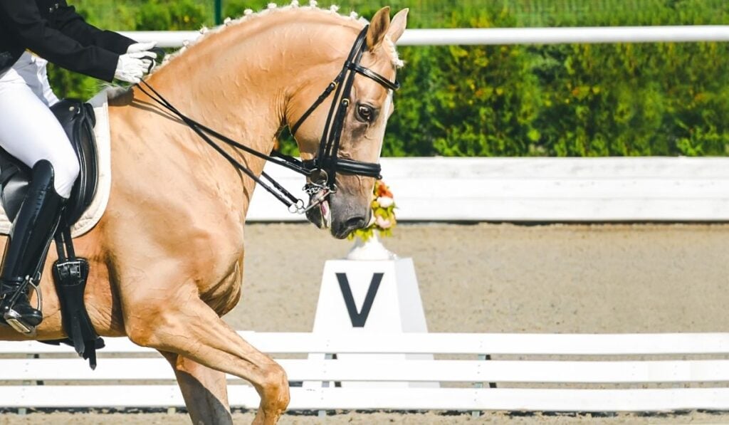 professional female rider on a pearl horse