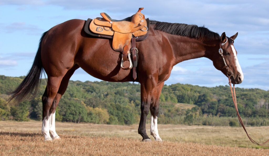 profile image of saddled quarter horse mare in pasture
