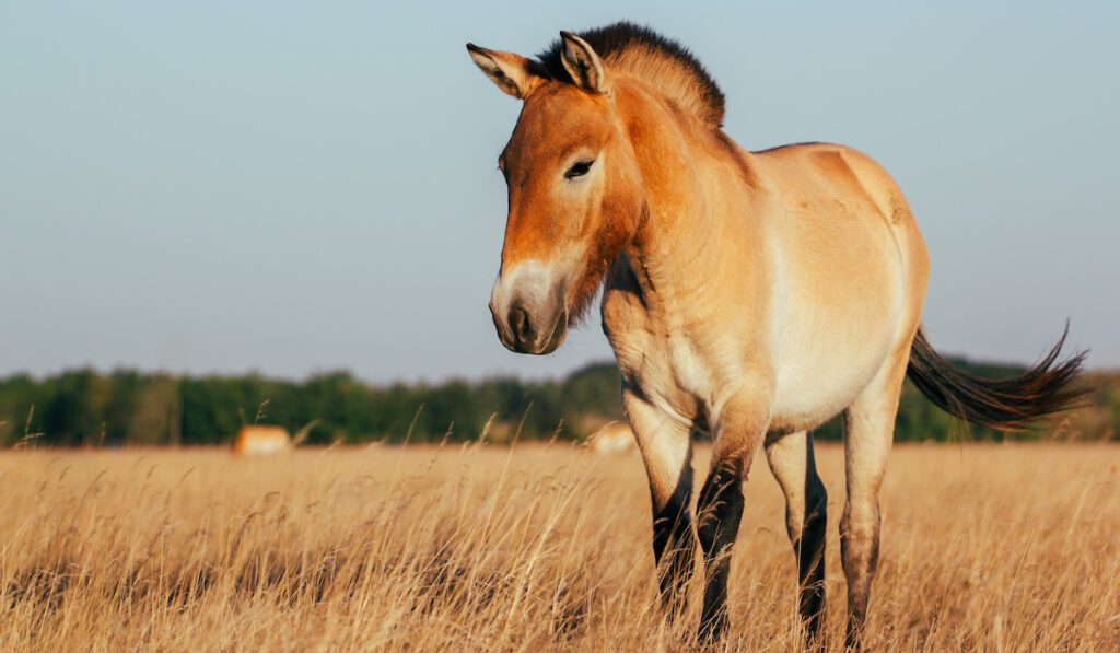 przewalski horse in the field