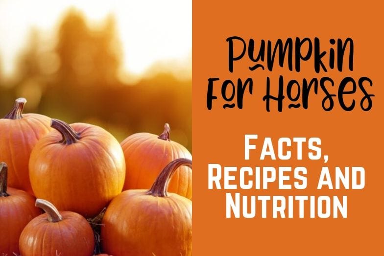 Pumpkin for Horses Facts, Recipe and Nutrition Helpful Horse Hints