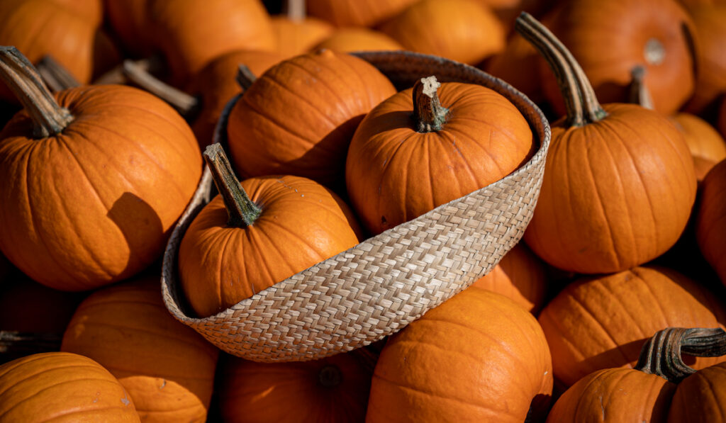 pumpkins in a basket