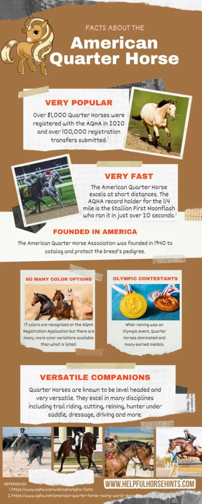 infographic showing quarter horse facts  from the article including registration stats, information about the AQHA 1/4 Mile record holder First Moonflash and more.