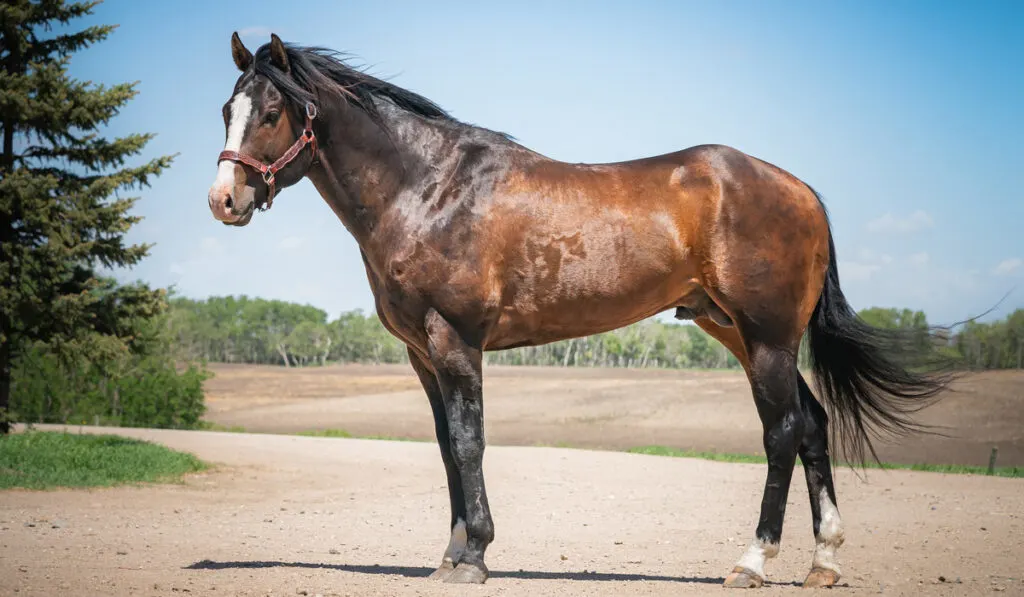 quarter horse grazing in pasture 