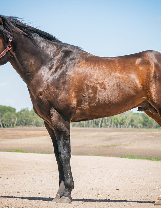 quarter horse in the pasture