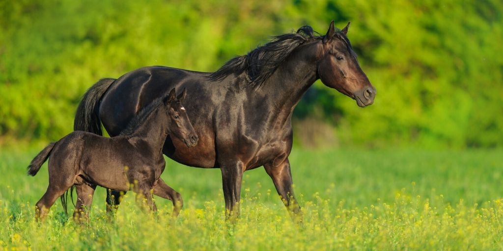 quarter horse mare and foal on green nature background