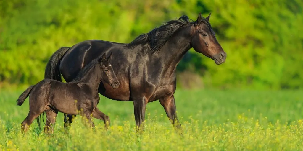 quarter horse mare and foal on green nature background