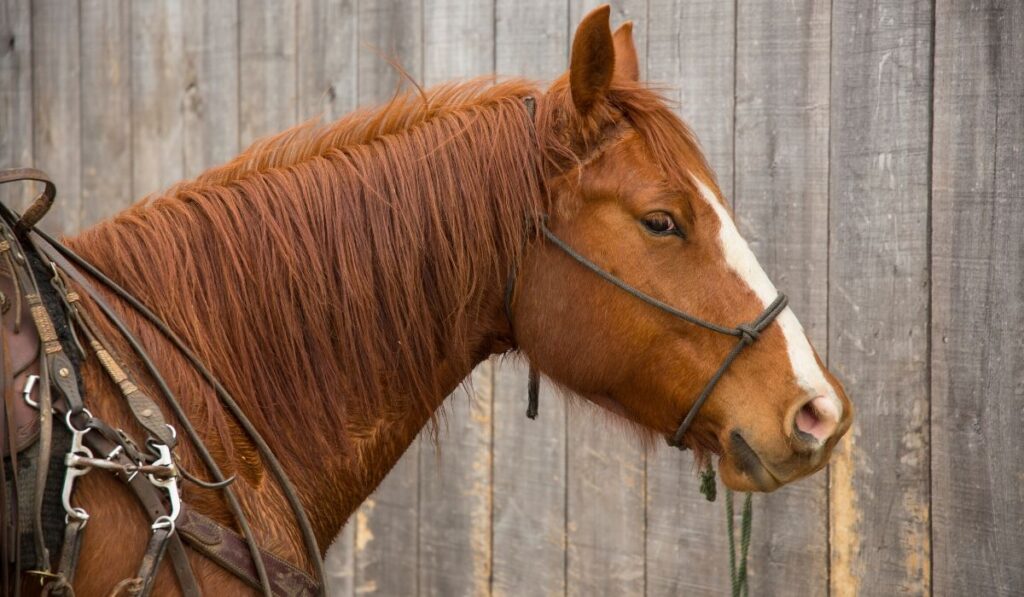 quarter horse ready to ride