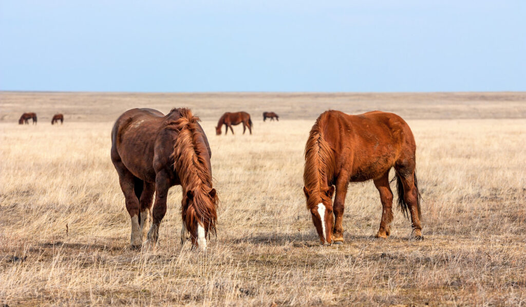 quarter horses in prairie