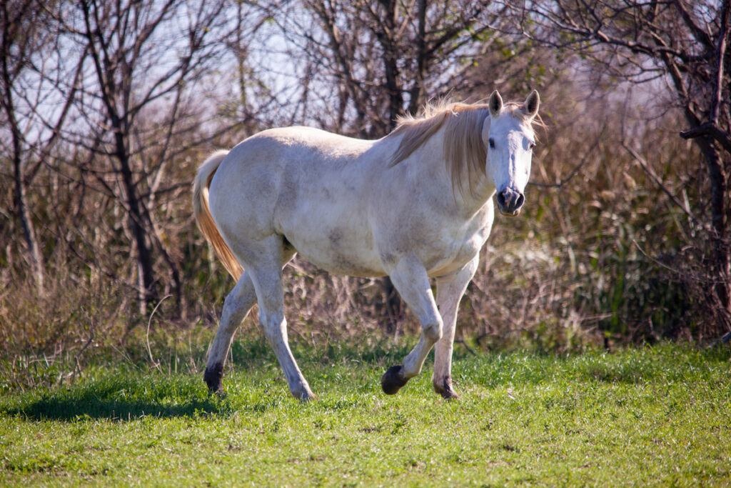 quarter white horse