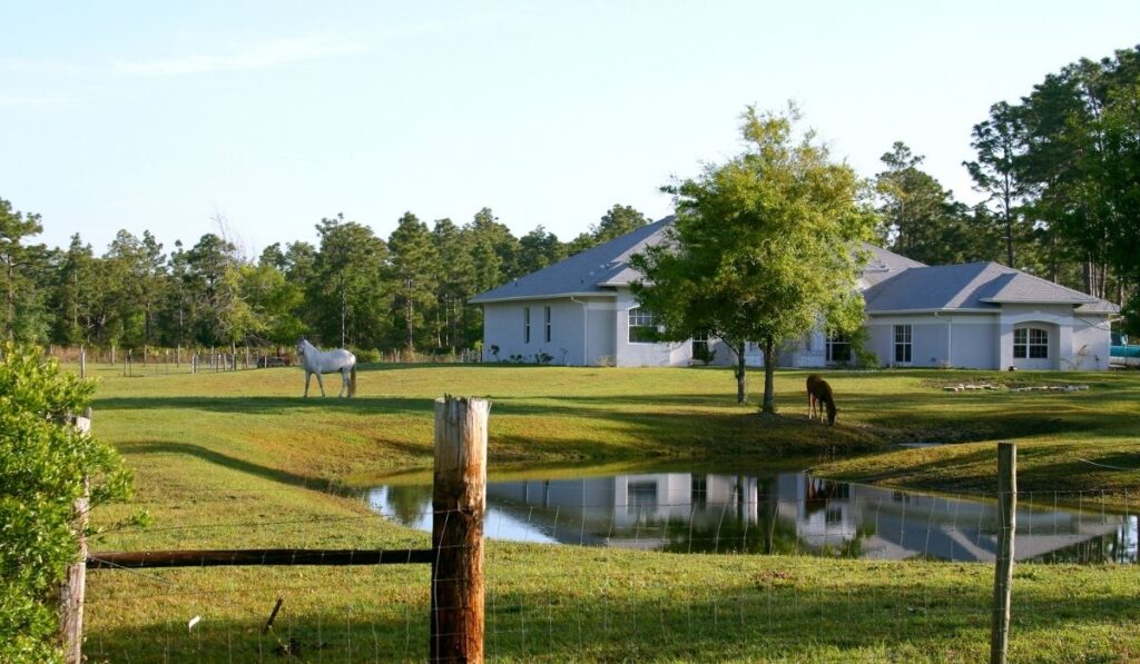 quiet afternoon at the horse farm