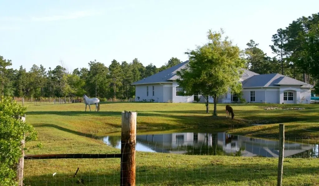 quiet afternoon at the horse farm
