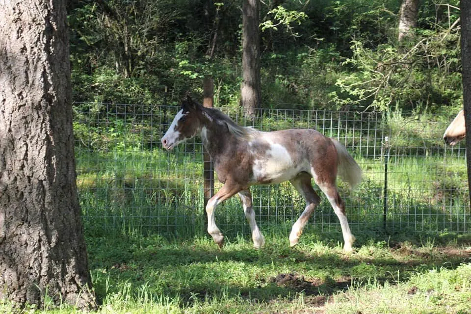 rabicano bay filly walking around the farmyard