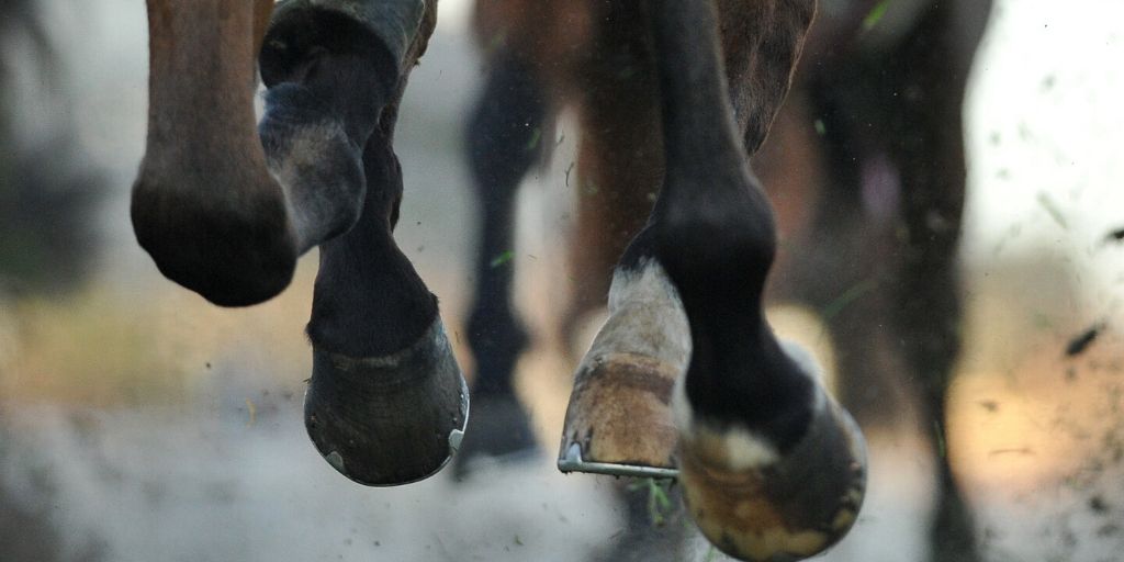 race horse feet
