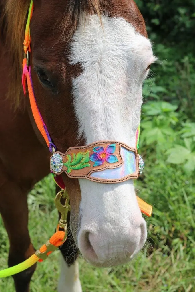 Etsy - Horse wearing a rainbow horse halter 