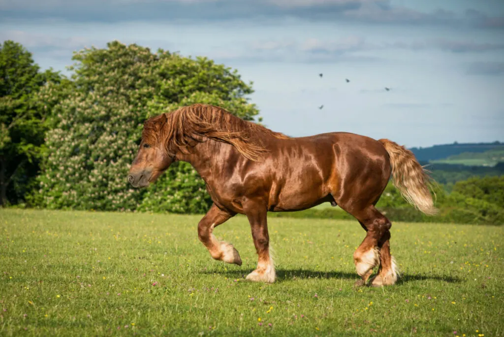 rare suffolk punch brown draft horse over green grass on the mountain