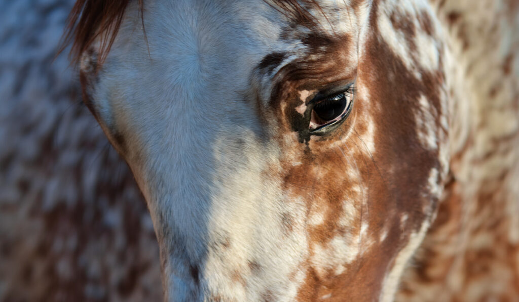 rare mixed breed of horse