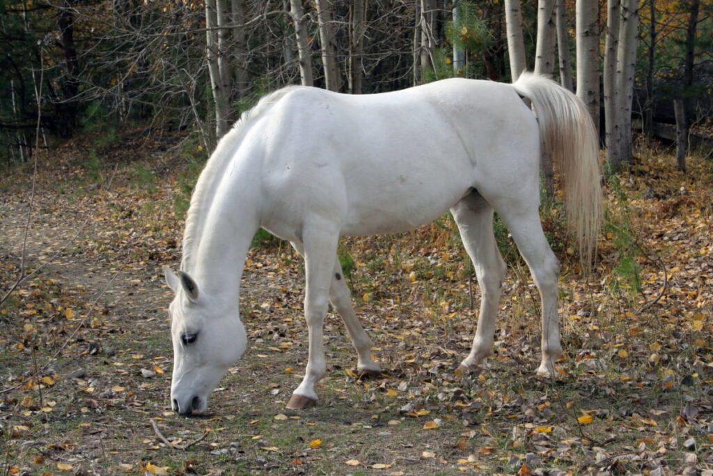 rare white horse grazing on a dirt pathway near the woods