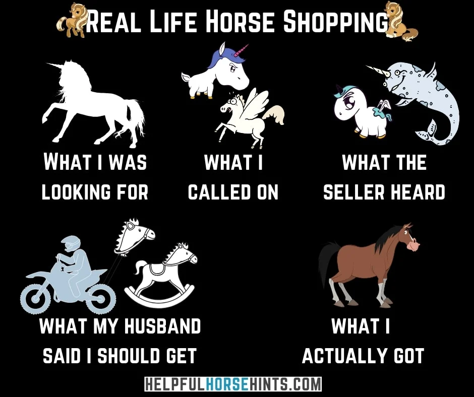 real life horse shopping