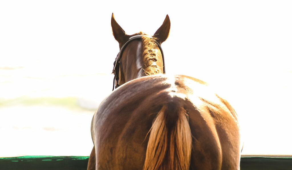 rear portrait of a beautiful horse, thoroughbred racehorse