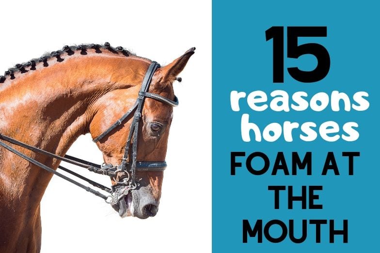 15 Reasons Why Horses Foam At The Mouth Helpful Horse Hints
