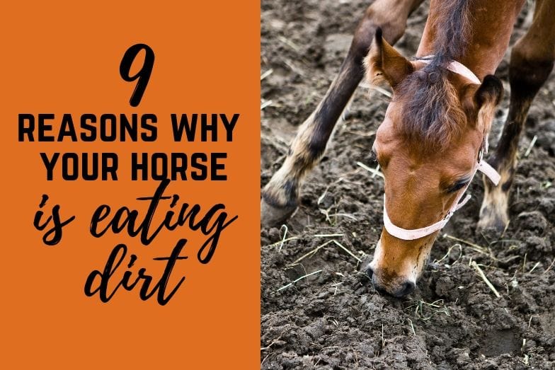 9 Reasons Horses Eat Dirt and What You Can Do to Stop It Helpful