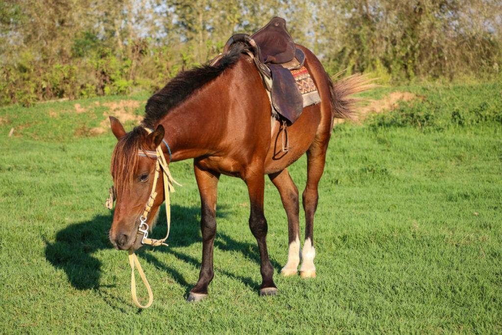 red caspian horse with saddle grazing on a green field.