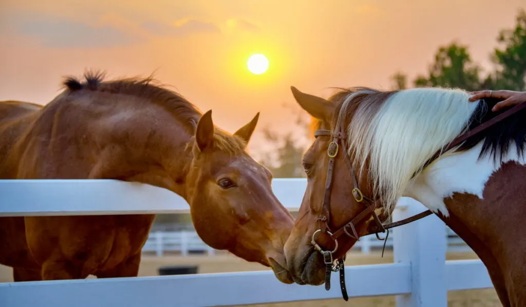 red brown chestnut horse in a pen 