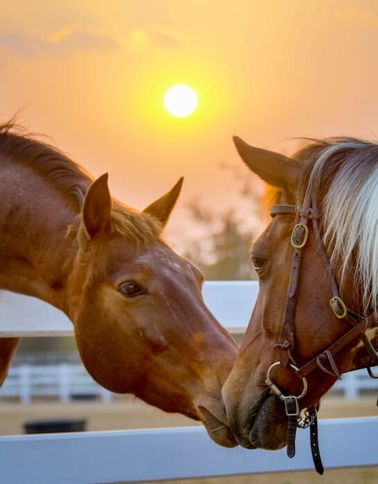 red brown chestnut horse and sorrel horse