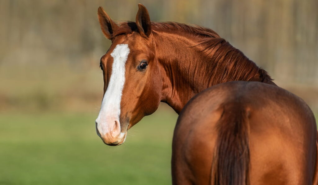 red chestnut horse looking back