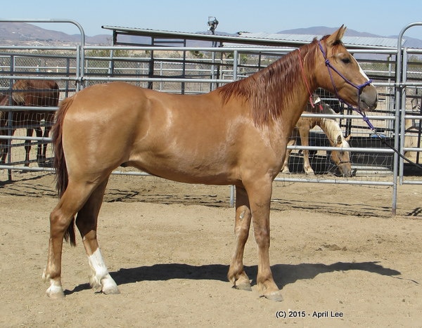 a red dun mustang standing in the barn