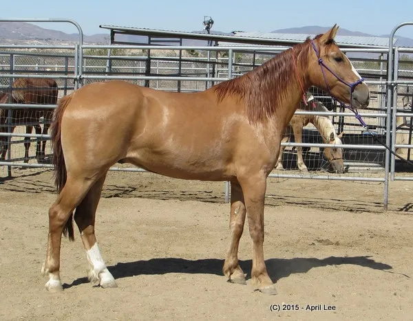 Red Dun BLM Mustang in a cage on the farm