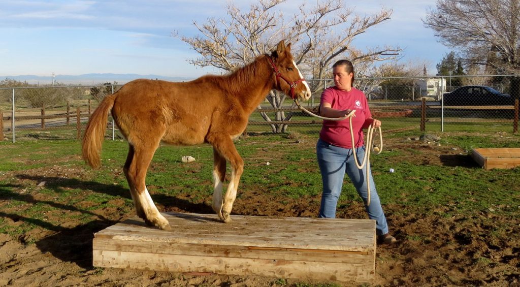 red dun mustang filly being trained by a woman