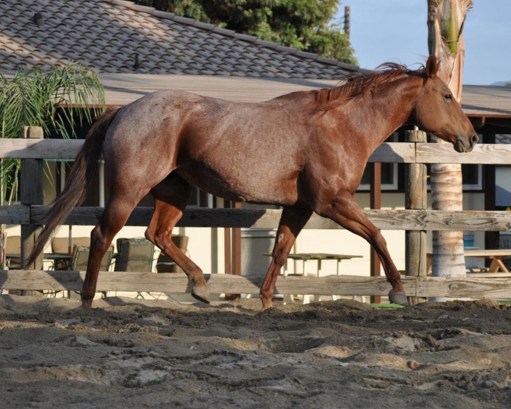 Roan on a Chestnut Horse is a Red or Strawberry Roan