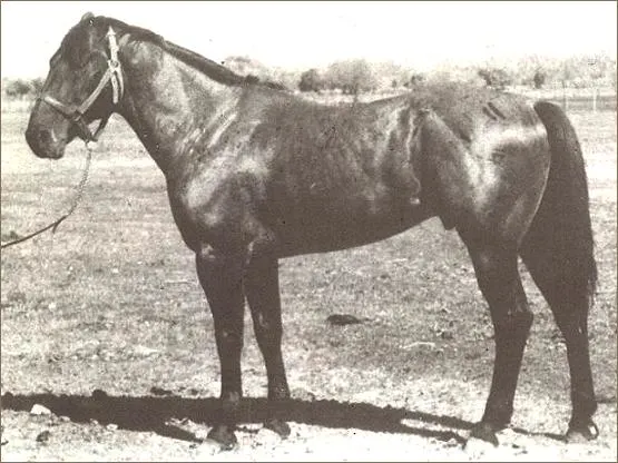 redman quarter horse stallion
