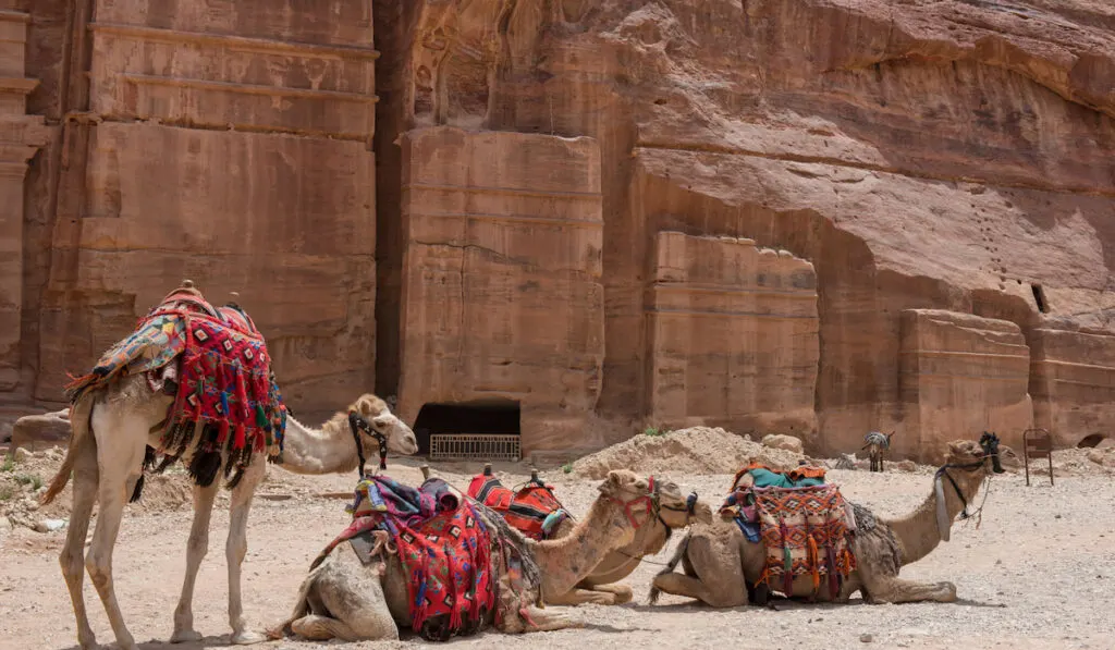 resting camels