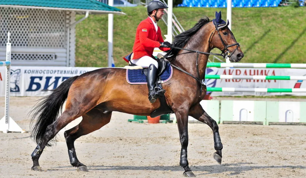 rider on Holsteiner horse at an international event 
