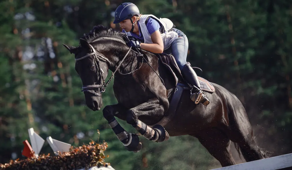  rider woman jumping over obstacle on black horse