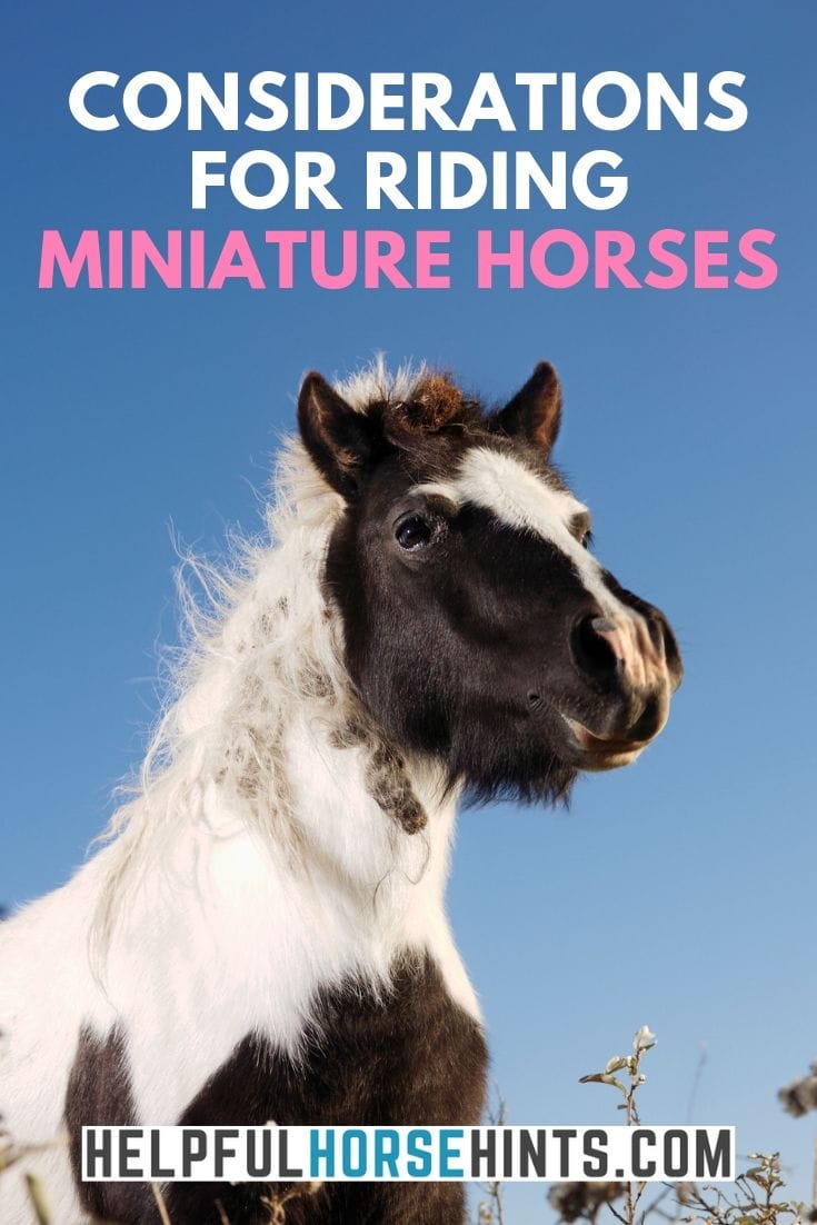 Considerations for Riding Miniature Horses Helpful Horse Hints