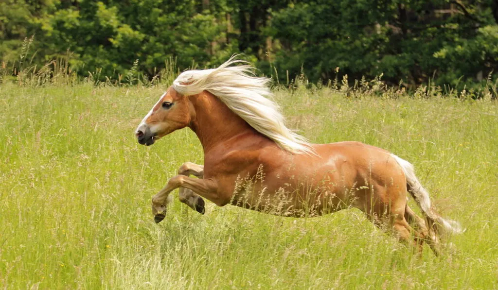 running Haflinger horse in the field