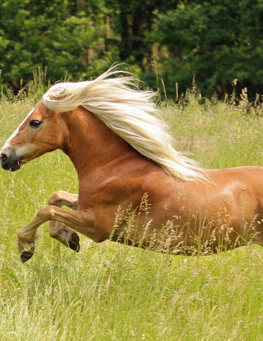 running Haflinger horse in the field