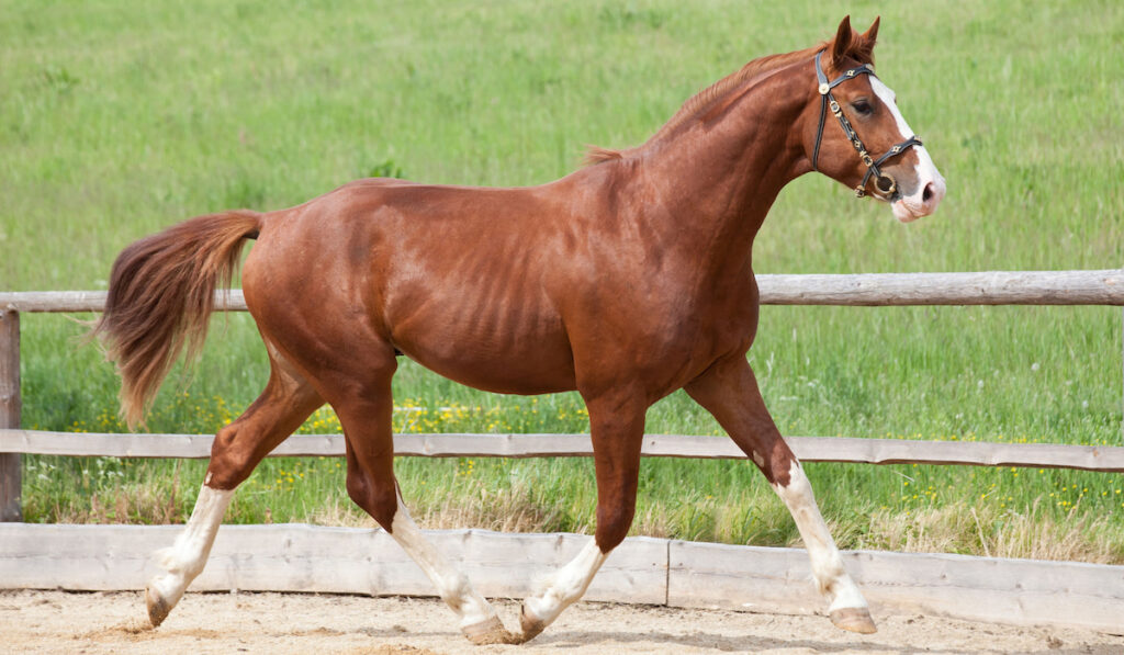 running hot-blooded horse in paddocks 