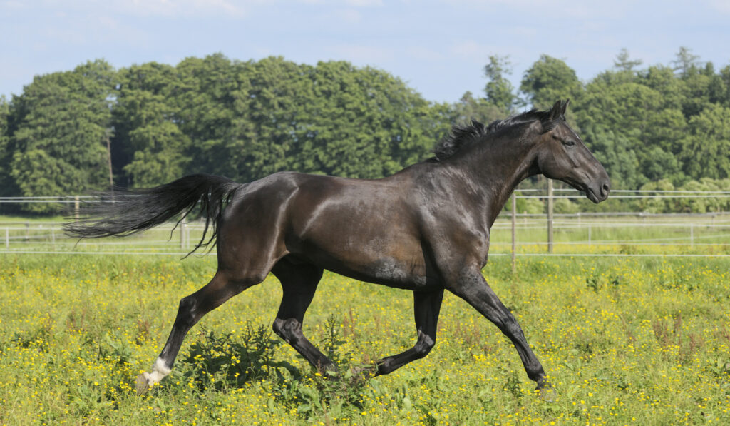 running black oldenburg horse on meadow