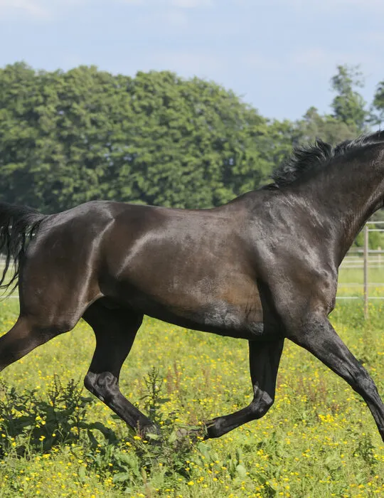 Oldenburg running on the meadow