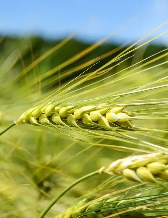 rye grass