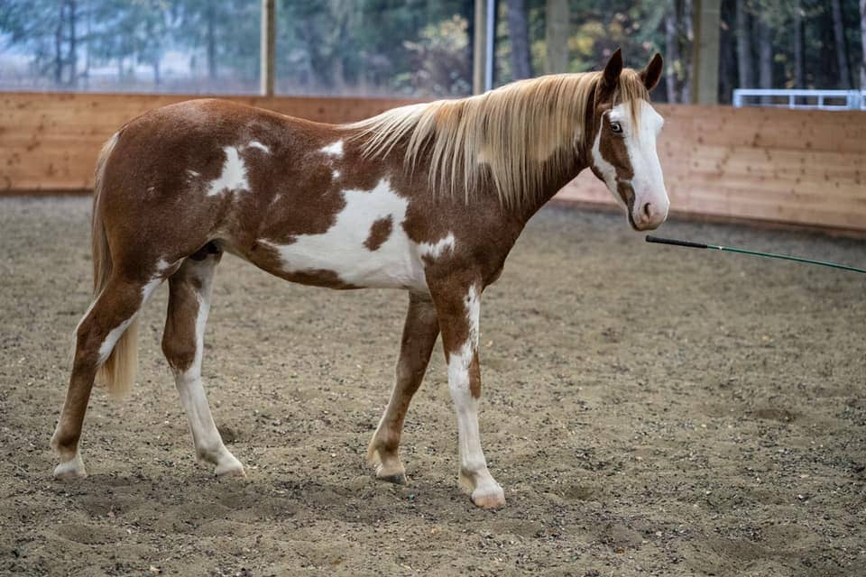 BLM Mustang in paddock with wooden fence 