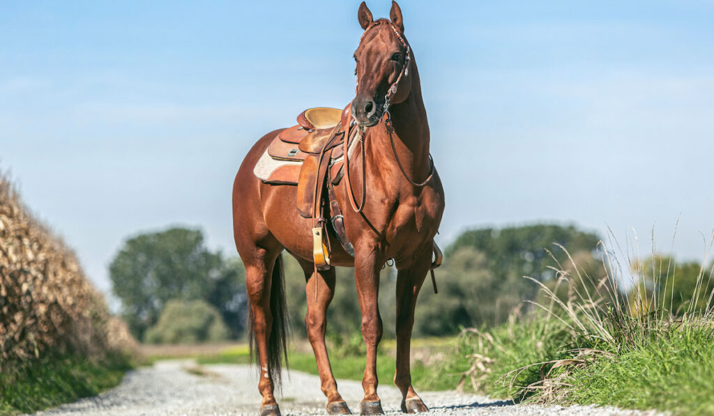 saddled beautiful chestnut western quarter horse gelding standing on a country road 